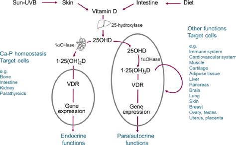 lv ss et al 2016 vitamin d